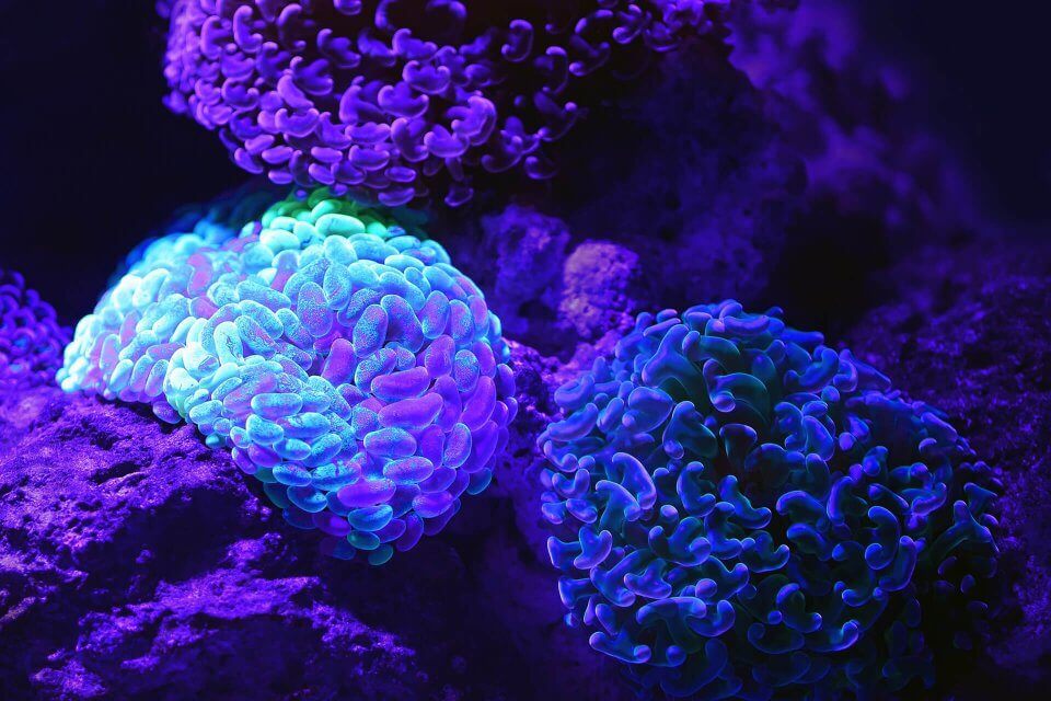news-science-sea